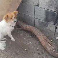 سگ روباهی  باهوش