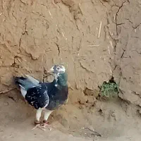 دوکفتر خوب یکی نر یکی ماده|پرنده|تربت‌حیدریه, پائین ولایت|دیوار