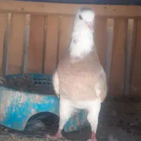 کبوتر