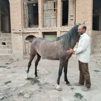 مادیان دوساله نیم