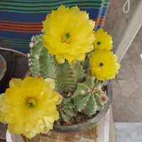 چهار عدد کاکتوس به فروش میرسد|گل و گیاه طبیعی|شاهین‌شهر, نظامی|دیوار