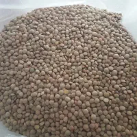 عدس آشی کوردی تمیز سورتینگ شده