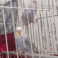 مرغ‌عشق|پرنده|شیراز, شهرک مدرس|دیوار