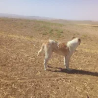 سگ گله