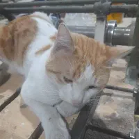 گربه خیابونی