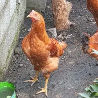 فروش خروس محلی به صورت تکی و عمده|حیوانات مزرعه|امامزاده عبدالله, |دیوار