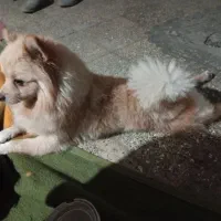 گومش کردم یادزدیدنش معلوم نیست