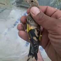جوجه سهره