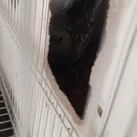 جفت عروس هلندی مولد دستی|پرنده|خواف, |دیوار