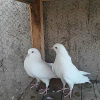 دوچرخه موتورسیکلت|دوچرخه، اسکیت، اسکوتر|آران و بیدگل, |دیوار