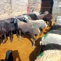 شیشگ میش چاق و داشتی  جداکن کیلو ۵۸۰