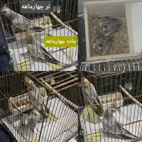 طوطی عروس هلندی لوتینو آلبینو ایزابلا دوکت۳تا۲۴ماه|پرنده|رشت, بلوار گیلان|دیوار