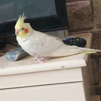 عروس هلندی|پرنده|مشهد, ابوذر|دیوار