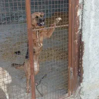 واگذاری سگ نگهبان