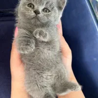 بریتیش بلو و لیلاک آماده تحویل