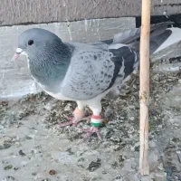 کفتر|پرنده|شال, |دیوار