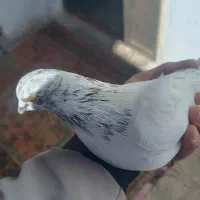 کفتر|پرنده|سجاس رود, |دیوار