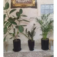 گل طبیعی فیکوس انجیری زامفولیا اریکااکلونماغیره