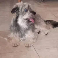 شیتزو تریر|سگ|رشت, شهرک شهید رجایی|دیوار