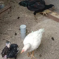 خروس و جوجه لاری|حیوانات مزرعه|تبریز, |دیوار