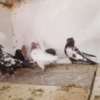 کبوتر حراج|پرنده|ایرانشهر, |دیوار