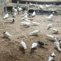 کبوتر|پرنده|آوج, |دیوار