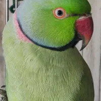 یک جفت ملنگو مولد