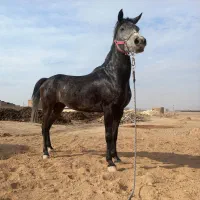 مادیان|اسب و تجهیزات اسبسواری|مبارکه, |دیوار