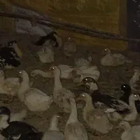 اردک پکنی ۴ ماهه نر و ماده