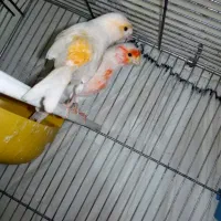 فروش جفت قناری موزایکی