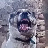 سگ نگهبان شدید نر چل چل جنسیت افغانی