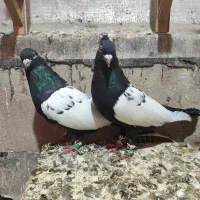 کبوتر سینه سیاه