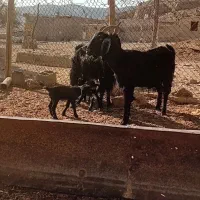 حیوانات مزرعه