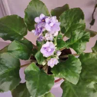 گل بنفشه آفریقایی