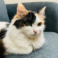 واگذاری گربه رایگان