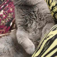 بیریتیش|گربه|شیراز, تندگویان|دیوار