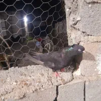 زاغ ماده چشمو نوک سفید بی نظیر|پرنده|قائم‌شهر, |دیوار