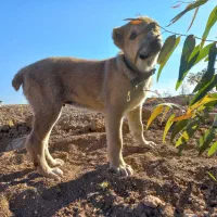 توله سگ سرابی نر اصیل|سگ|کرمانشاه, |دیوار