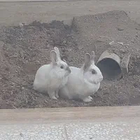 یک جفت خرگوش