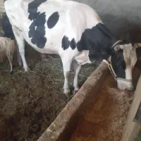 گاو در دوم