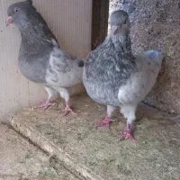 کله الماسی سینه زرد نر و ماده|پرنده|مشهد, رضاییه|دیوار