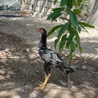 مرغ خروس چابهاری