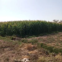 علوفه|حیوانات مزرعه|فرح دشت, |دیوار