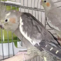 عروس هلندی نر و ماده|پرنده|اصفهان, خلیل آباد|دیوار
