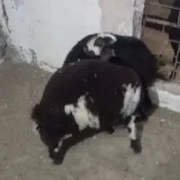 بره میش قوچ|حیوانات مزرعه|نصر آباد, |دیوار