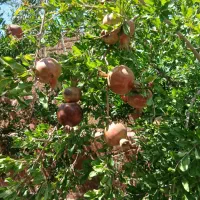 خونه-باغ
