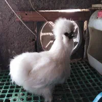 مرغ ابریشمی اوپال اصل|حیوانات مزرعه|تهران, بازار|دیوار