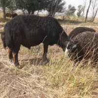 قوچ چال