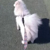 واگذاری  سگ سامویید