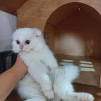 اسکاتیش دبل فولد